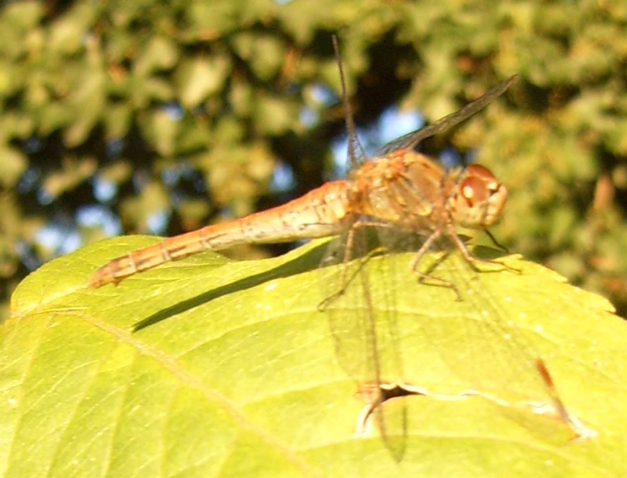 Sympetrum striolatum